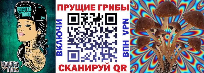 Галлюциногенные грибы Psilocybe  цена   Дигора 